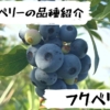 高山ガーデンのブルーベリー品種紹介 フクベリー（fukuberry）