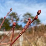 ブルーベリー畑：小さな春の訪れ