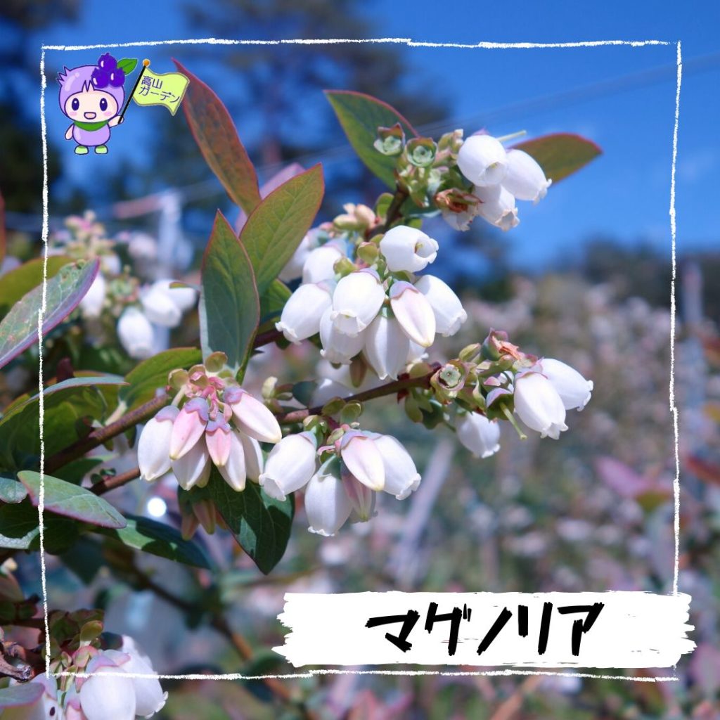 マグノリア（Magnolia） 高山ガーデン ブルーベリー