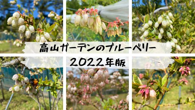 ブルーベリーの花　高山ガーデンで栽培している品種たち【2022年版】