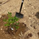 ブルーベリーの苗木を植える