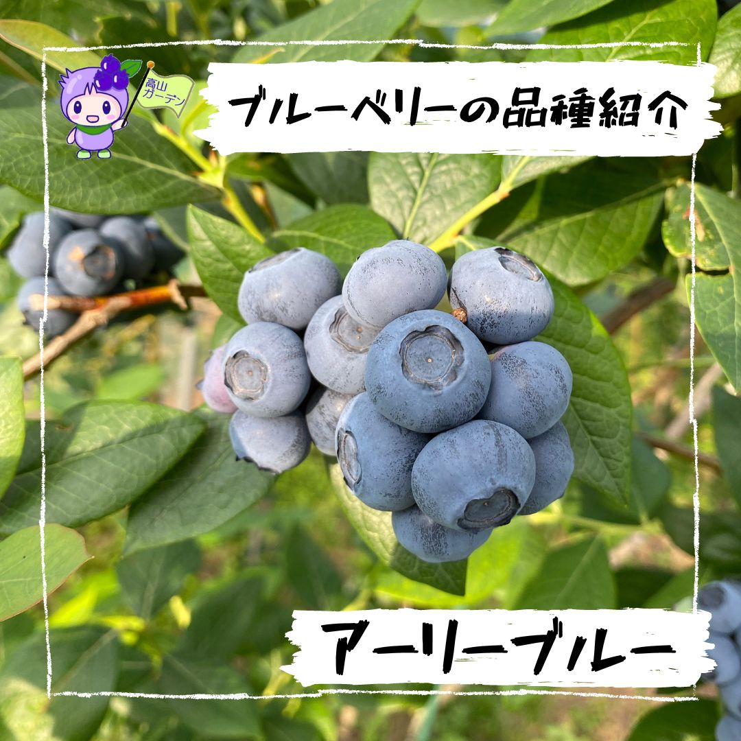 高山ガーデンのブルーベリー品種紹介 アーリーブルー（Earliblue）