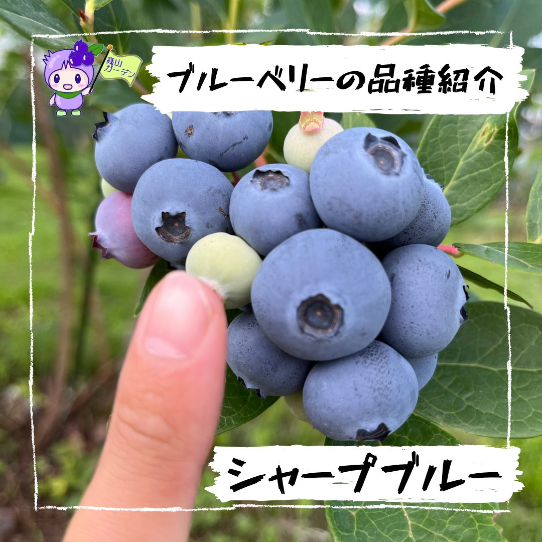 高山ガーデンのブルーベリー品種紹介 シャープブルー（Sharpblue）