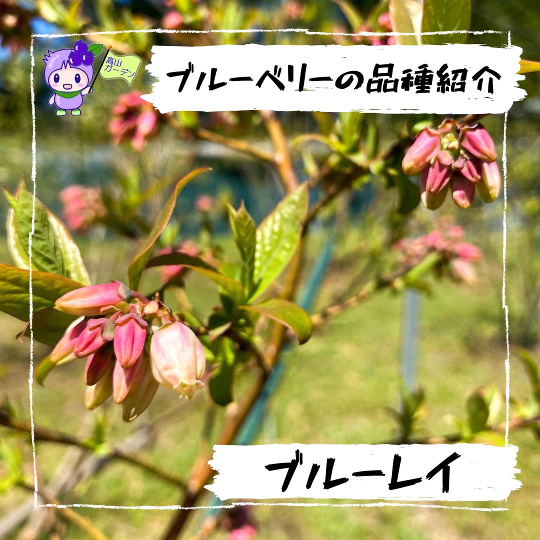 高山ガーデンのブルーベリー品種紹介 ブルーレイ（Blueray）