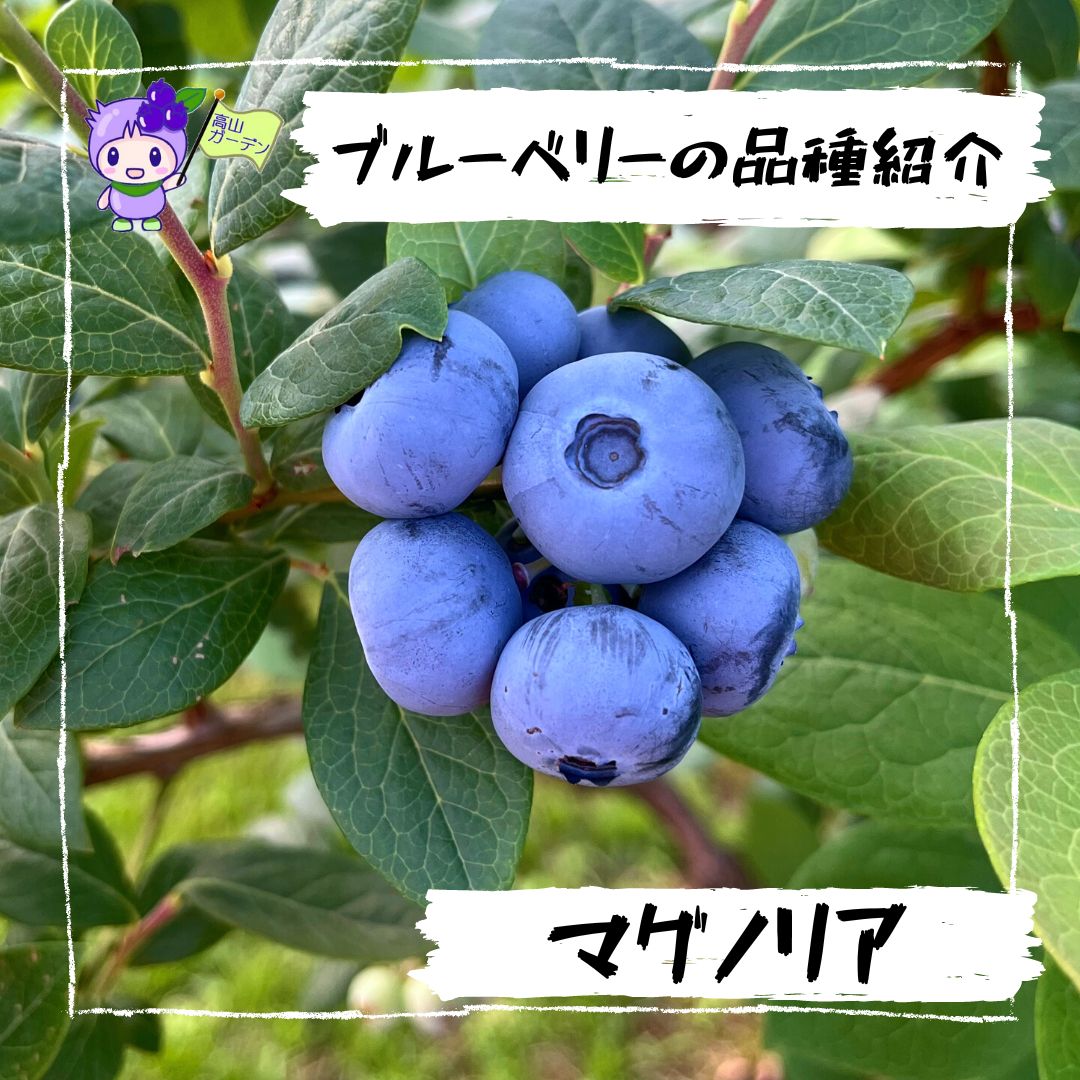 高山ガーデンのブルーベリー品種紹介 マグノリア（Magnolia ）