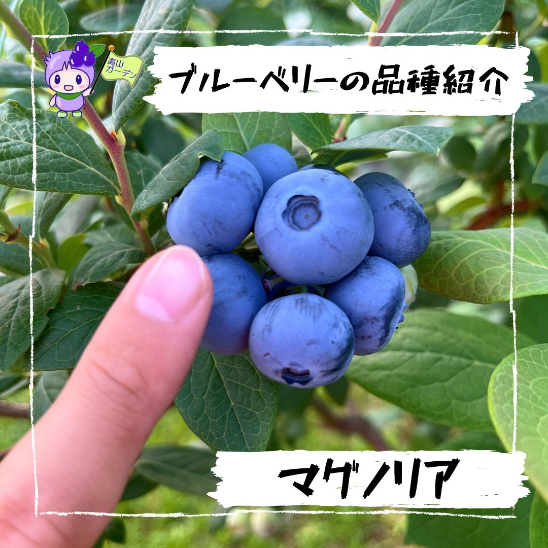 高山ガーデンのブルーベリー品種紹介 マグノリア（Magnolia ）
