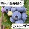 高山ガーデンのブルーベリー品種紹介 シャープブルー（Sharpblue）