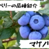 高山ガーデンのブルーベリー品種紹介 マグノリア