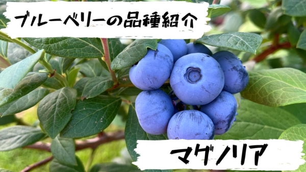 高山ガーデンのブルーベリー品種紹介 マグノリア