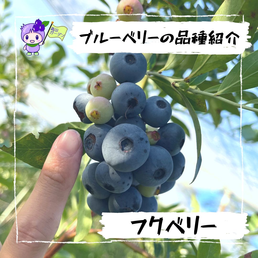 高山ガーデンのブルーベリー品種紹介 フクベリー（fukuberry）