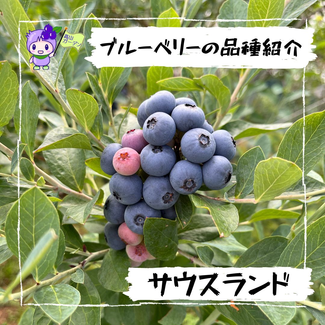 高山ガーデンのブルーベリー品種紹介 サウスランド