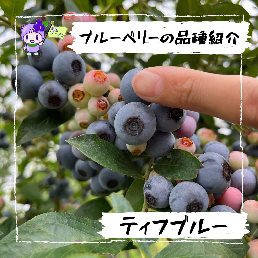 高山ガーデンのブルーベリー品種紹介 ティフブルー（Tifblue） 指との比較