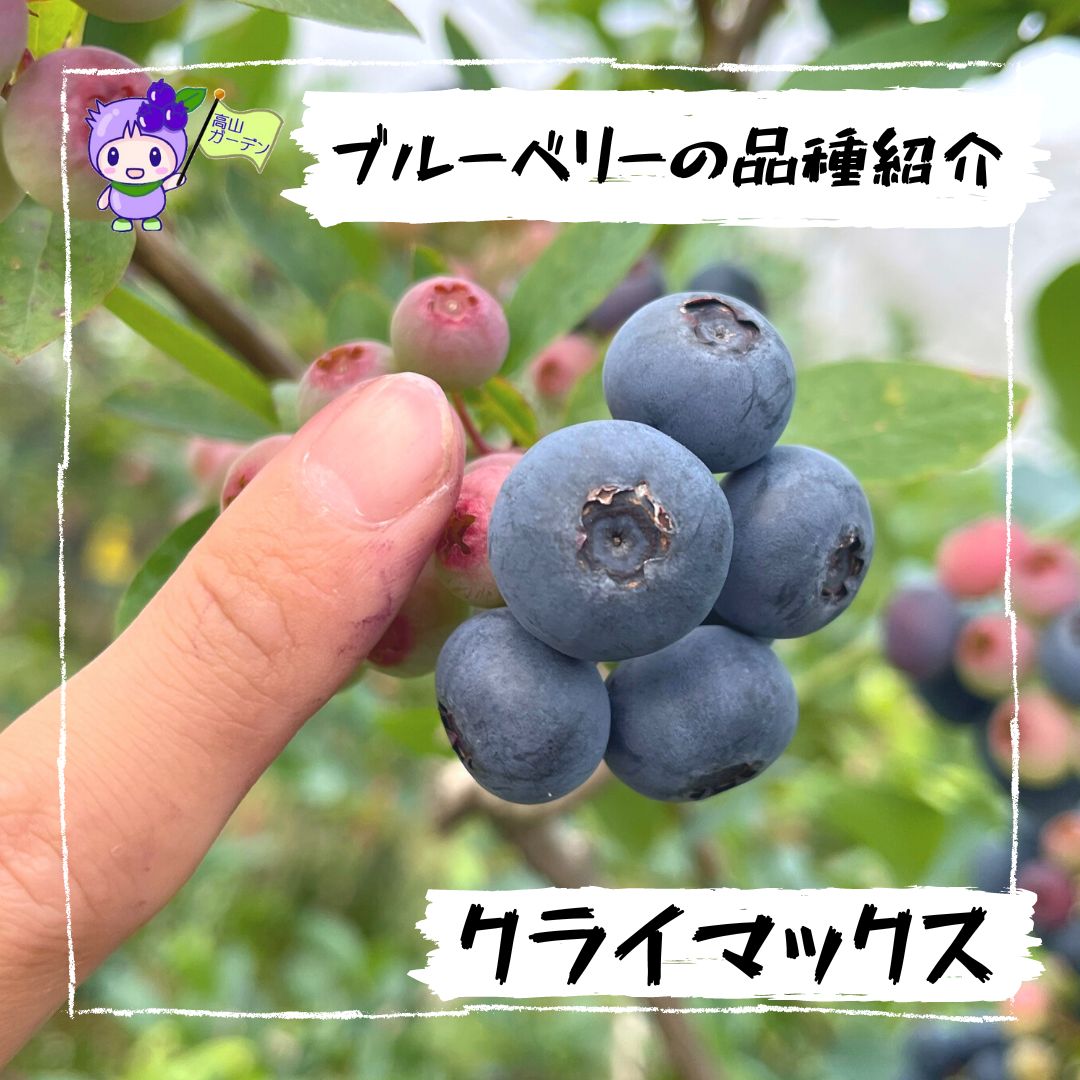 高山ガーデンのブルーベリー品種紹介 クライマックス（Climax） 指との比較