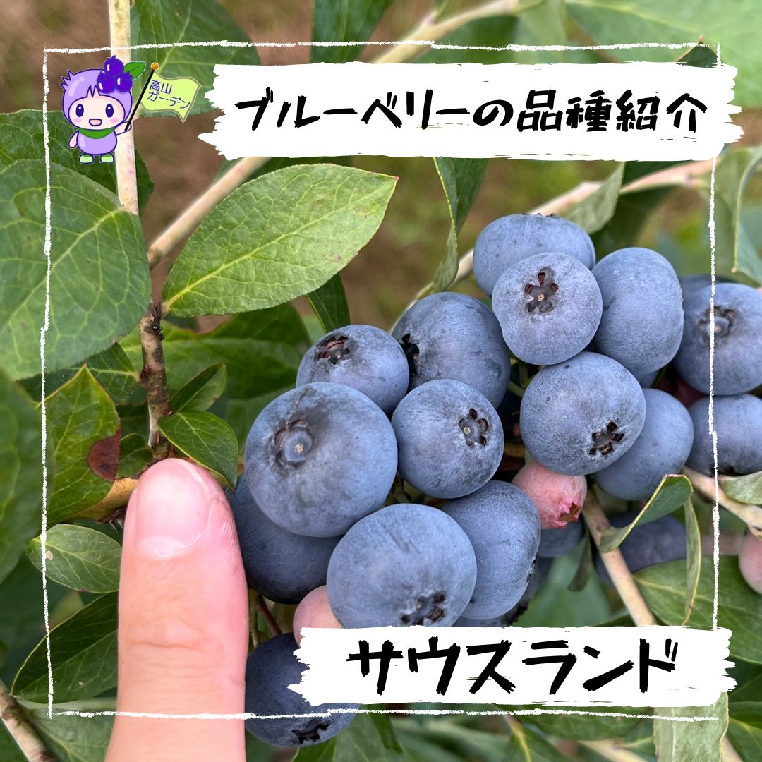 高山ガーデンのブルーベリー品種紹介 サウスランド
