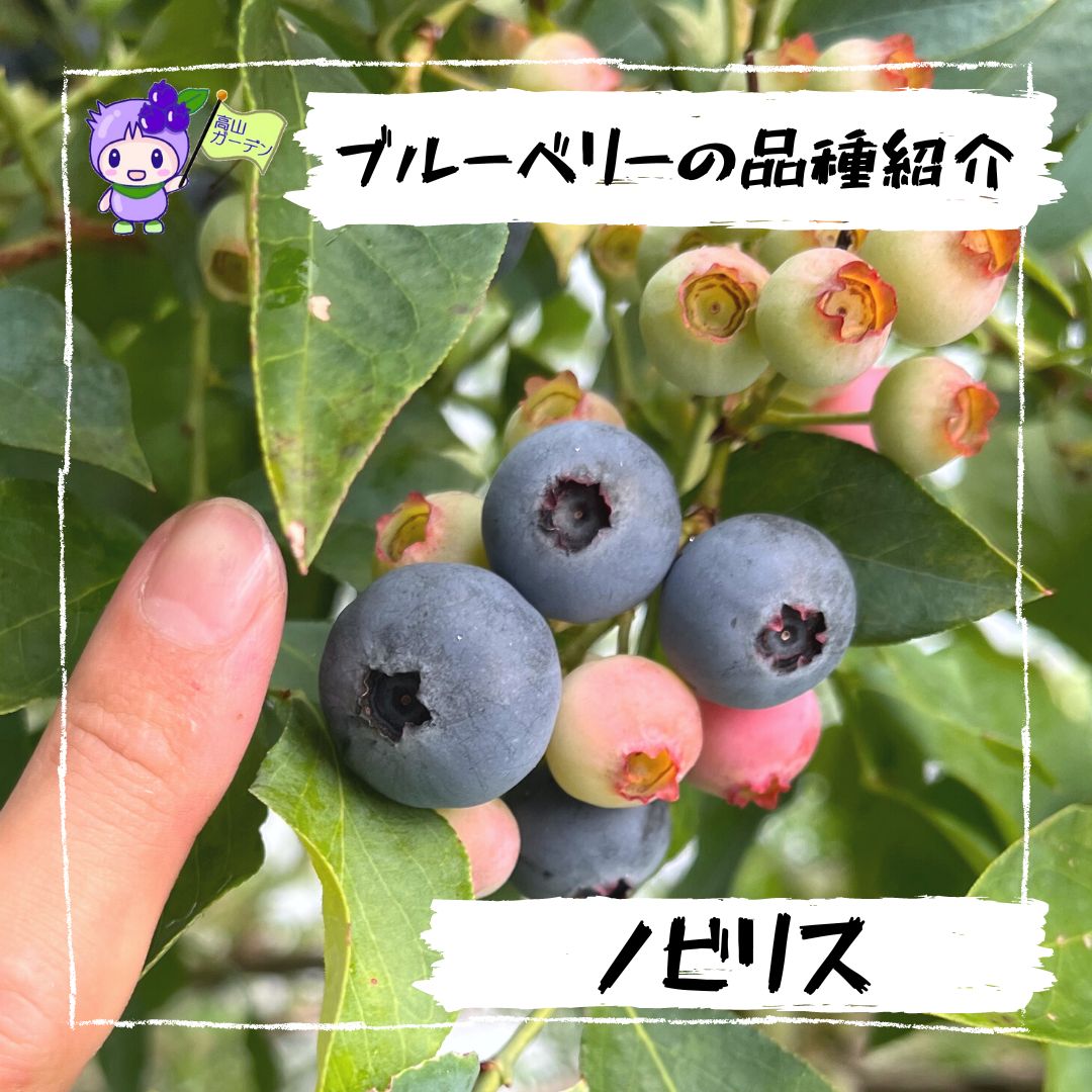 高山ガーデンのブルーベリー品種紹介 ノビリス（T-100）