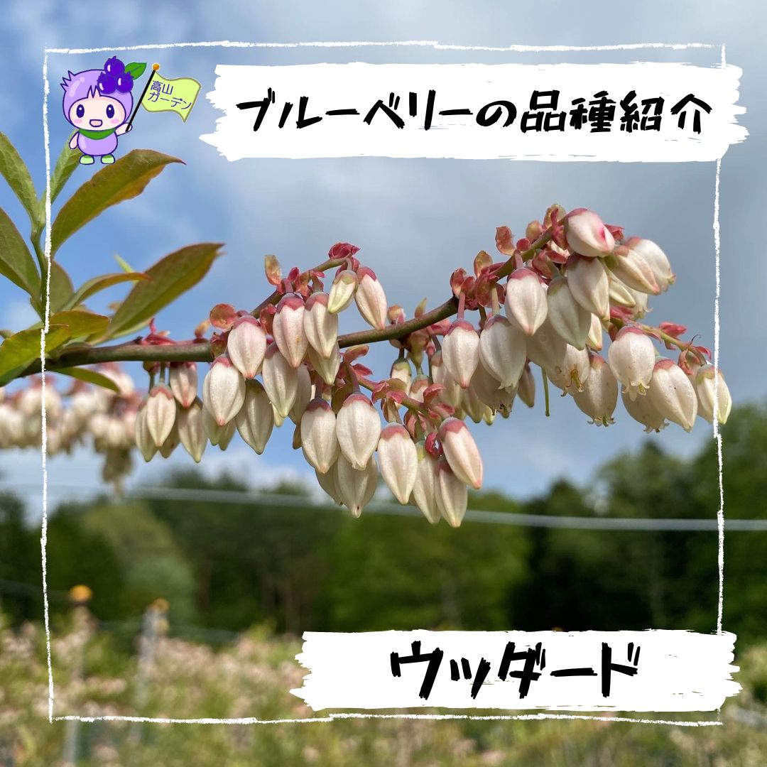 高山ガーデンのブルーベリー品種紹介 ウッダード（Woodard）の花