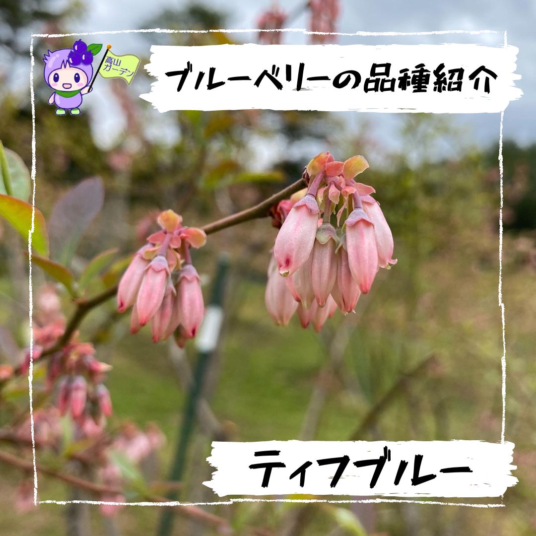 高山ガーデンのブルーベリー品種紹介 ティフブルー（Tifblue）の花