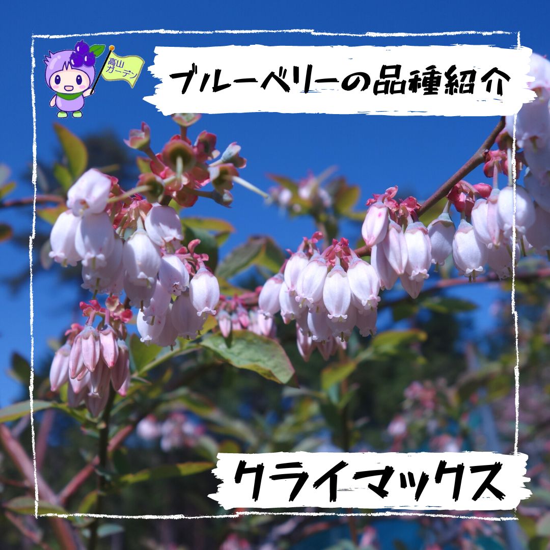 高山ガーデンのブルーベリー品種紹介 クライマックス（Climax）の花