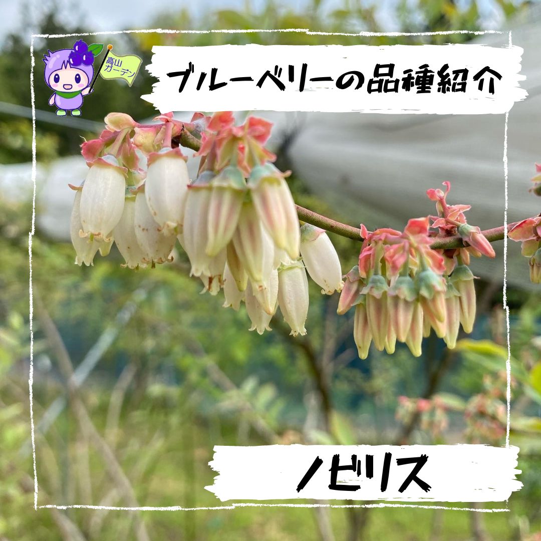 高山ガーデンのブルーベリー品種紹介 ノビリス（T-100）の花