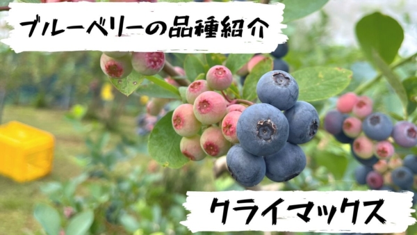 高山ガーデンのブルーベリー品種紹介 クライマックス（Climax）