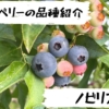 高山ガーデンのブルーベリー品種紹介 ノビリス（T-100）