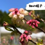 高山ガーデン-4月中旬-畑の様子-1