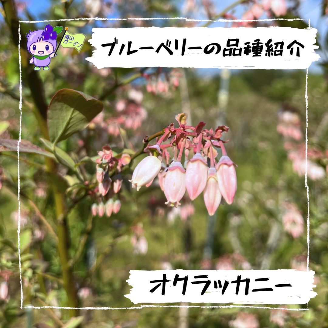 ブルーベリーの花：オクラッカニー（Ochlockonee）