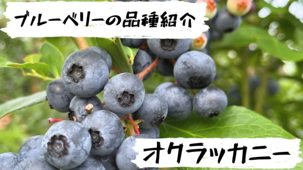 高山ガーデンのブルーベリー品種紹介-オクラッカニー（Ochlockonee）
