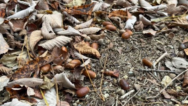 Thumbnail of post image 152