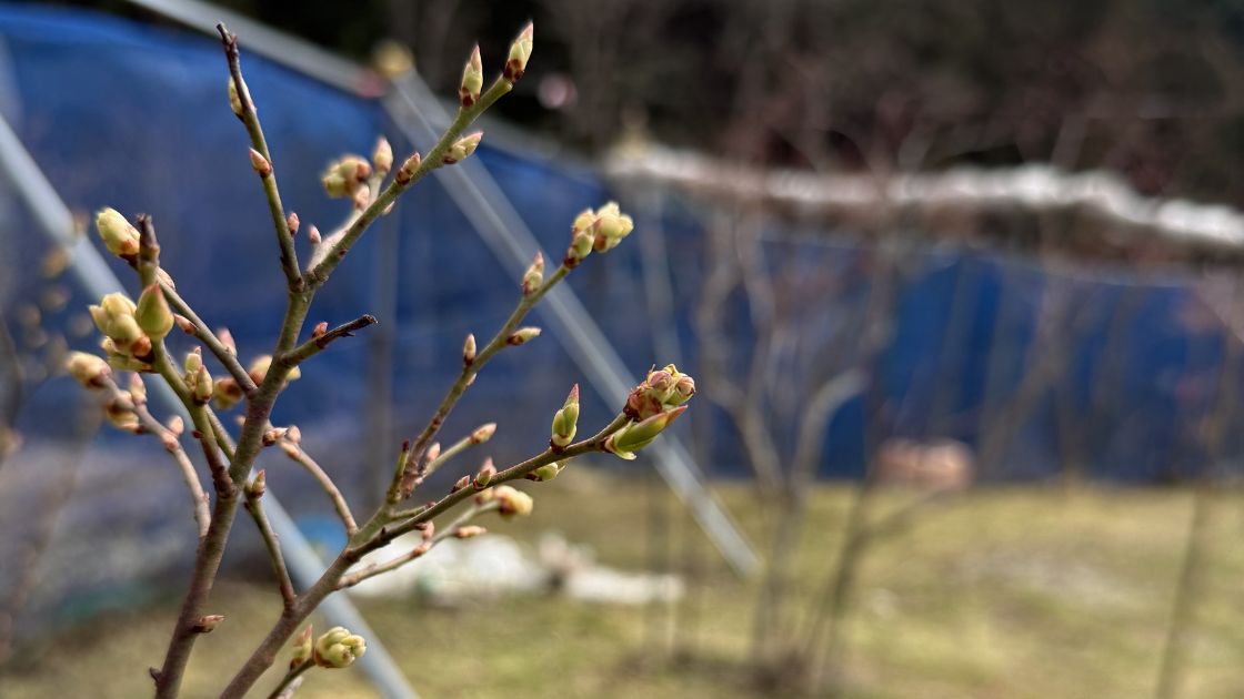 月のブルーベリー畑 膨らみ始めた花芽（スパータン）