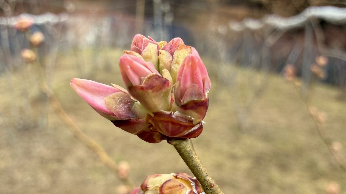 膨らんだ花芽フロリダサファイア