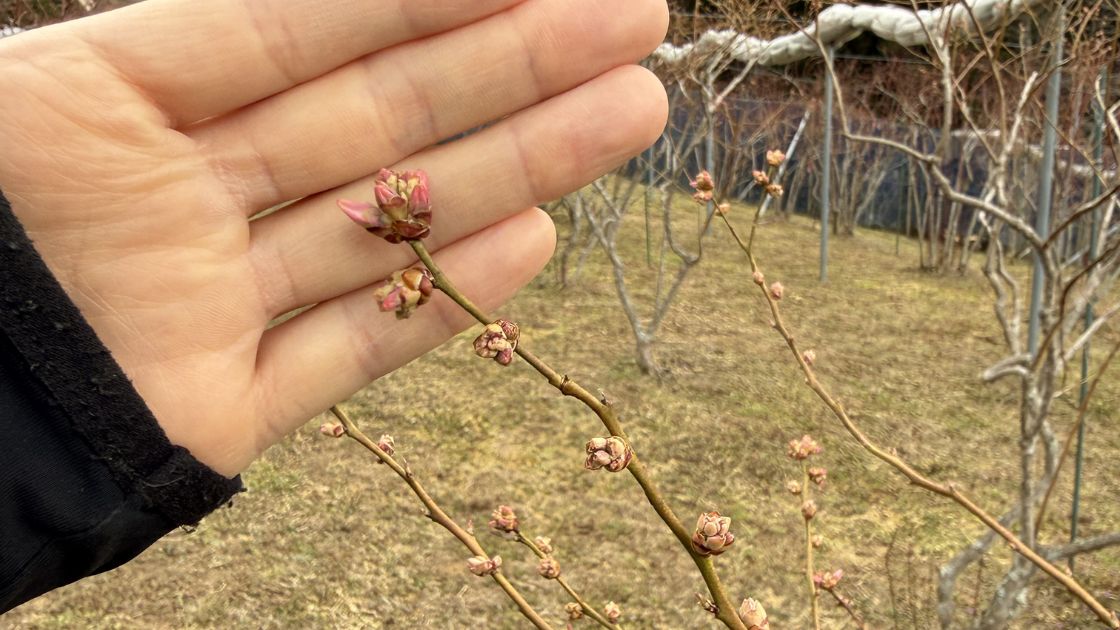フロリダサファイアの花芽