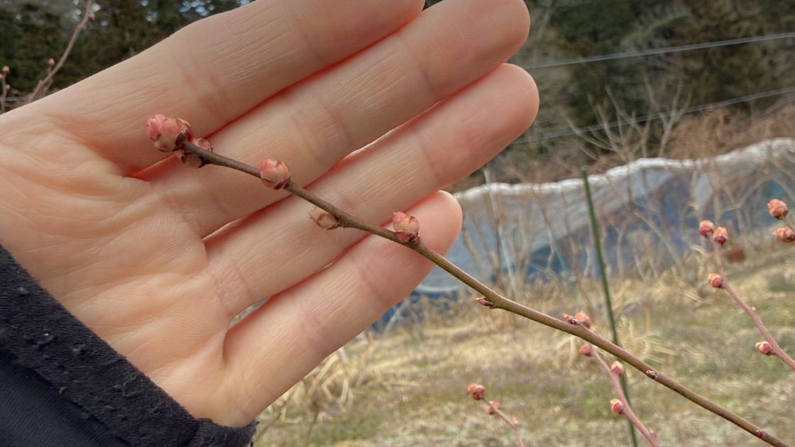 ウッダードの花芽