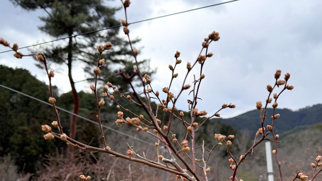 ザンハイブッシュ系ミスティの密集した花芽