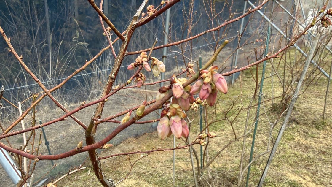 ユーリカの花芽、大きい