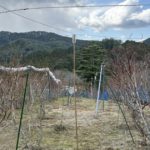 2026年3月のブルーベリー畑の様子