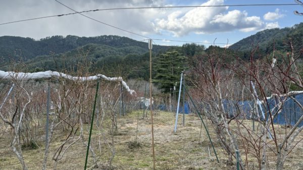 2026年3月のブルーベリー畑の様子