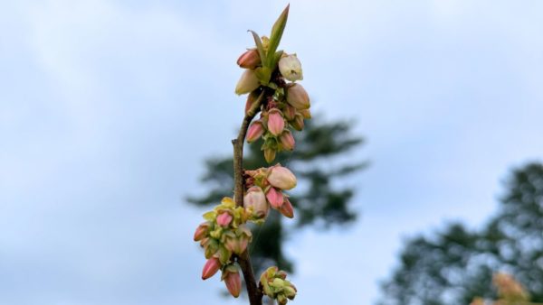 Thumbnail of post image 138