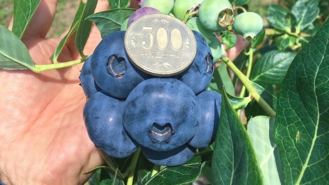 カテゴリー：ブルーベリー - 高山ガーデンのオンラインショップ | 愛媛でブルーベリー35品種栽培