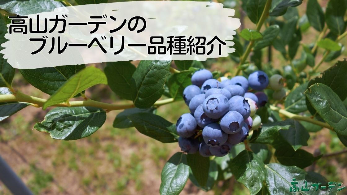 高山ガーデンのブルーベリー品種紹介